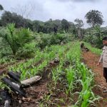 Bhabinkamtibmas Polsek Nanga Tayap Cek Perkembangan Tumbuh Jagung Hibrida