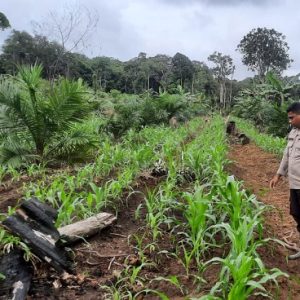 Bhabinkamtibmas Polsek Nanga Tayap Cek Perkembangan Tumbuh Jagung Hibrida