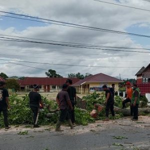 Rawan Kecelakaan, Pohon di Depan Gereja HKBP Aruan Ditebang