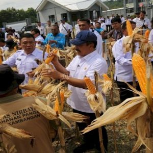 Program Ketahanan Pangan, Kemenimipas Laksanakan Panen Perdana di Nusakambangan