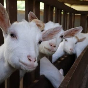 Dalam Satu Malam Sepuluh Ekor Kambing Milik Warga Sempureun Digondol Maling