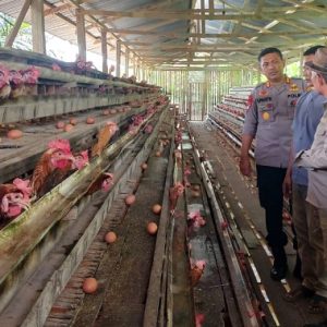 Tunjang ketahanan pangan, Kapolres Sarolangun apresiasi usaha Ayam Pedaging dan Ayam Petelur 