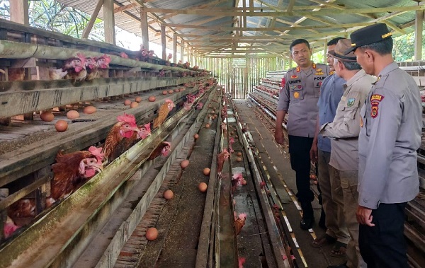 Tunjang ketahanan pangan, Kapolres Sarolangun apresiasi usaha Ayam Pedaging dan Ayam Petelur 