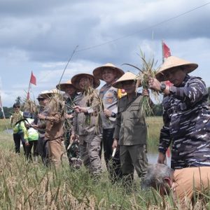 Kapolres Ketapang bersama Forkopimda Hadiri Panen Raya Padi di Kecamatan Muara Pawan