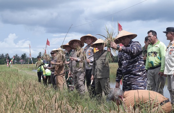 Kapolres Ketapang bersama Forkopimda Hadiri Panen Raya Padi di Kecamatan Muara Pawan