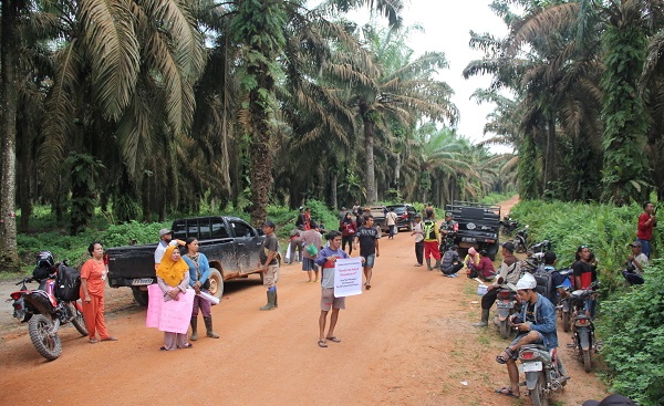 Dipimpin Tokoh Masyarakat dan Tokoh Adat Warga Kecamatan Manis Mata Lakukan Panen Perdana