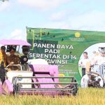 Harga Gabah Menguntungkan, Petani Lampung Sambut Gembira Panen Raya