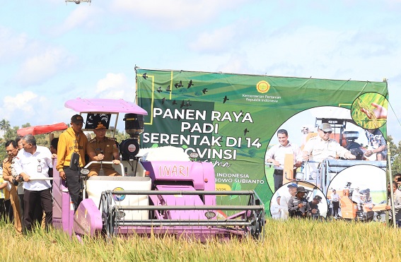 Harga Gabah Menguntungkan, Petani Lampung Sambut Gembira Panen Raya