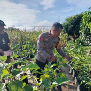 Kapolsek Jelai Hulu Pimpin Kegiatan Panen Sayuran Program P2B untuk Ketahanan Pangan Internal