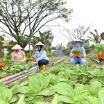 Dukung Pemenuhuan Gizi, Lanud Husein Panen Sayur untuk dapur SPPG