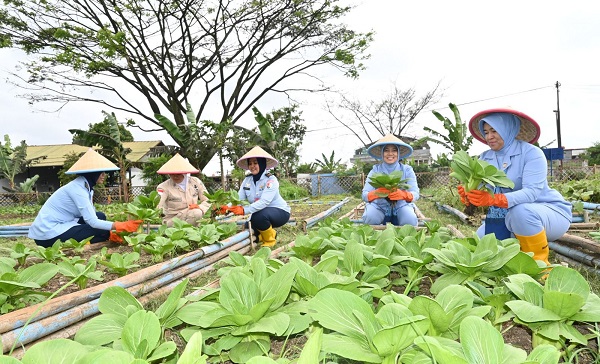 Dukung Pemenuhuan Gizi, Lanud Husein Panen Sayur untuk dapur SPPG