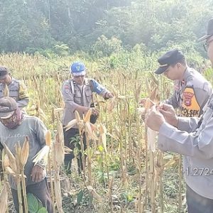 Polsek Sandai Mengikuti Panen Perdana Jagung Hibrida