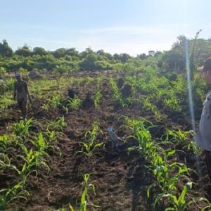 Bhabinkamtibmas Polsek Muara Pawan Bripka Herland cek Pertumbuhan Jagung Hibrida di Dusun Kali Baru