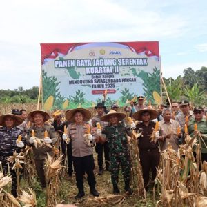 Kapolres Ketapang Bersama Forkopimda Gelar Panen Raya Jagung di Kecamatan Kendawangan