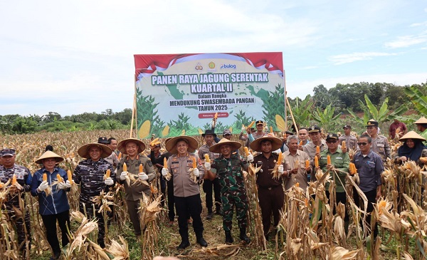 Kapolres Ketapang Bersama Forkopimda Gelar Panen Raya Jagung di Kecamatan Kendawangan