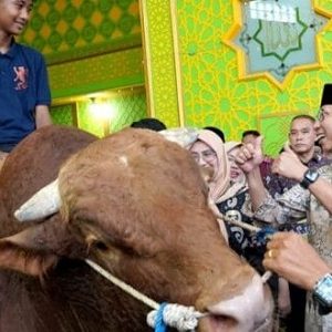Jelang Idul Adha, Gubernur Lampung Serahkan Bantuan Sapi Kurban dari Presiden RI