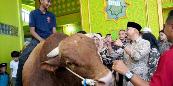 Jelang Idul Adha, Gubernur Lampung Serahkan Bantuan Sapi Kurban dari Presiden RI