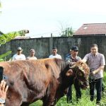 Idul Adha, Polres Ketapang Sembelih Empat ekor Sapi dan Satu ekor Kambing