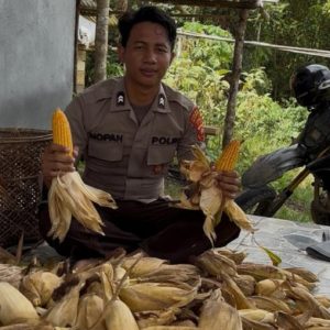 Polsek Simpang Dua Panen Jagung Hibrida di Desa Semandang Kanan