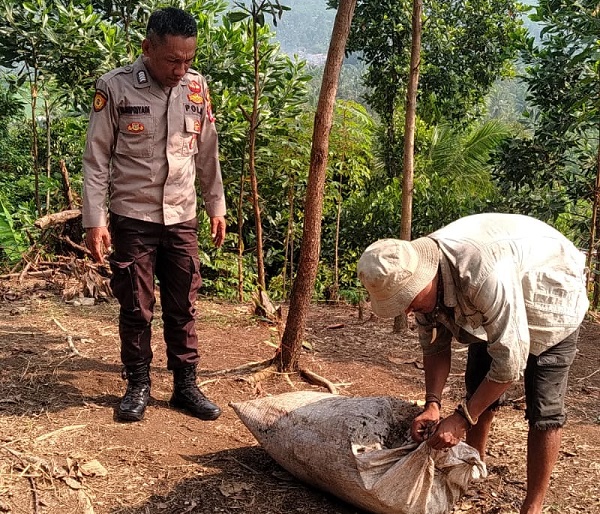 Persiapan Tanam Jagung Polsek Bojongmanik Polres Lebak Tebar Pupuk Kompos Organik 
