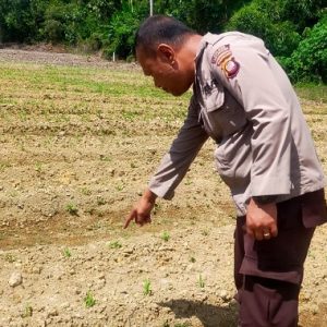 Kanit Samapta Polsek Simpang Dua Cek Perkembangan Tanaman Jagung Hibrida di Desa Mekar Raya