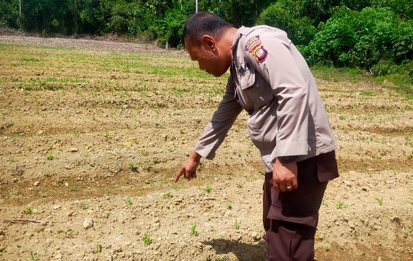 Kanit Samapta Polsek Simpang Dua Cek Perkembangan Tanaman Jagung Hibrida di Desa Mekar Raya