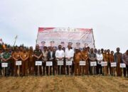 Perkuat Ketahanan Pangan Daerah, Pemkab Humbahas Gandeng PalmCo Tanam 110 Hektare Padi Gogo