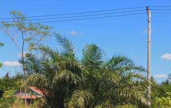 Warga Desa Humbang Raya Kecewa, Tiang Listrik Sudah Berdiri Tapi Belum Dialiri Arus