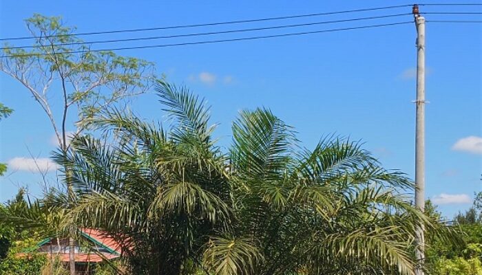 Warga Desa Humbang Raya Kecewa, Tiang Listrik Sudah Berdiri Tapi Belum Dialiri Arus