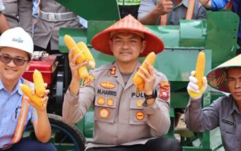 Kapolres Ketapang memimpin panen raya jagung 5 hektar di Kendawangan