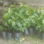 Tumpukan bibit kopi bersertifikat untuk program pengadaan di desa