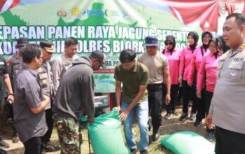 Forkopimda Blora bersama Polres dan Kodim saat panen raya jagung serentak kuartal III 2025