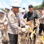 Panen Raya Jagung Ketapang 2025 bersama Polres, Forkopimda, dan warga di Kecamatan Air Upas