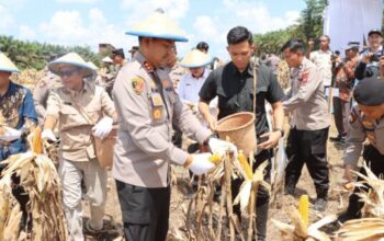 Panen Raya Jagung Ketapang 2025 bersama Polres, Forkopimda, dan warga di Kecamatan Air Upas