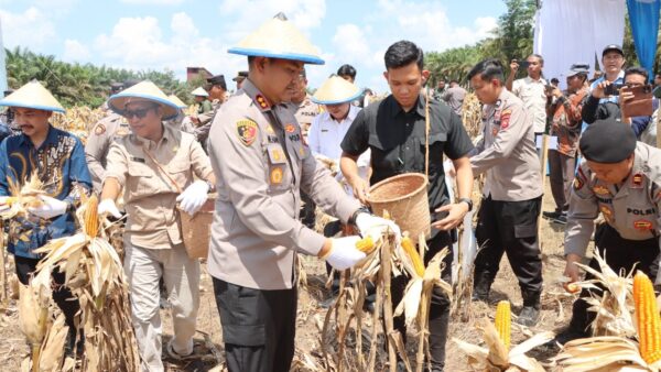 Panen Raya Jagung Ketapang 2025 bersama Polres, Forkopimda, dan warga di Kecamatan Air Upas