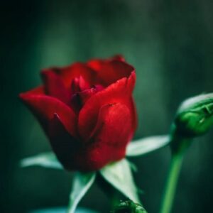 Dugaan KDRT Seret Pejabat BPJPH, Kurikulum Cinta Kemenag Jadi Sorotan