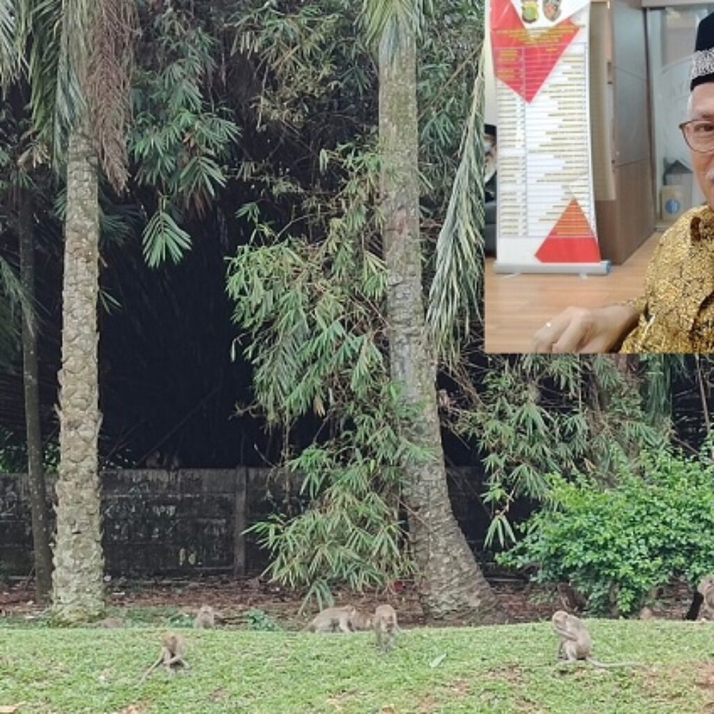 Habitat Terganggu, Kawanan Monyet dari Kawasan Reaktor Nuklir Puspiptek Menyebar hingga Permukiman Warga