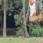 Kawanan Monyet dari Kawasan Reaktor Nuklir Puspiptek