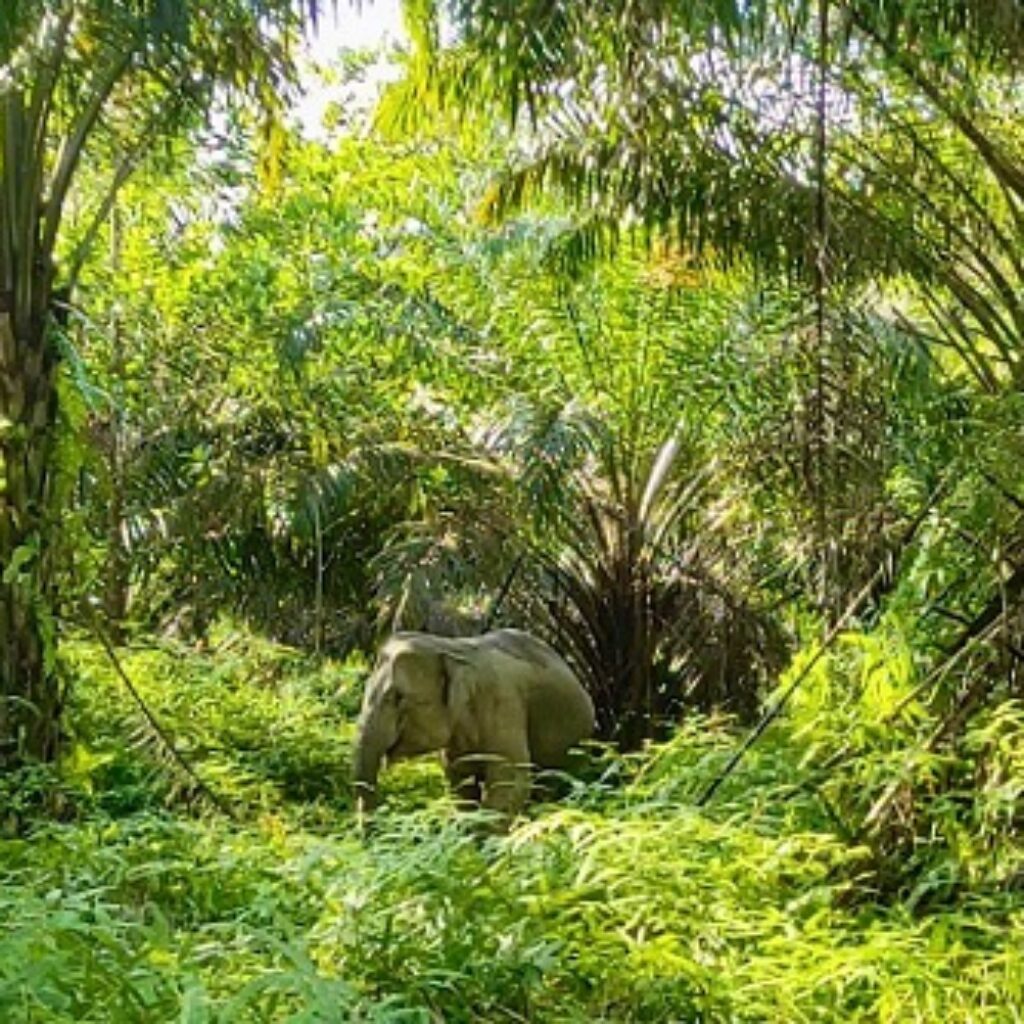 PalmCo Tunjukkan Industri Sawit Dapat Selaras dengan Konservasi Satwa dan Lingkungan