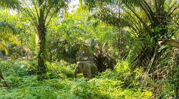 PalmCo Tunjukkan Industri Sawit Dapat Selaras dengan Konservasi Satwa dan Lingkungan