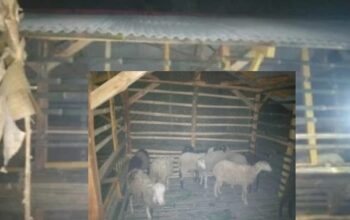Pengelolaan Anggaran BUMDes Turus Disorot, Muncul Pertanyaan Transparansi Dana Ketahanan Pangan
