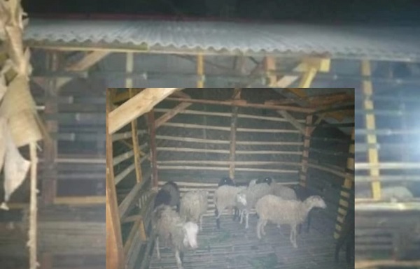 Pengelolaan Anggaran BUMDes Turus Disorot, Muncul Pertanyaan Transparansi Dana Ketahanan Pangan