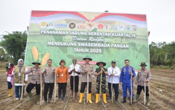 Polda Papua Barat Gelar Tanam Raya Jagung Serentak