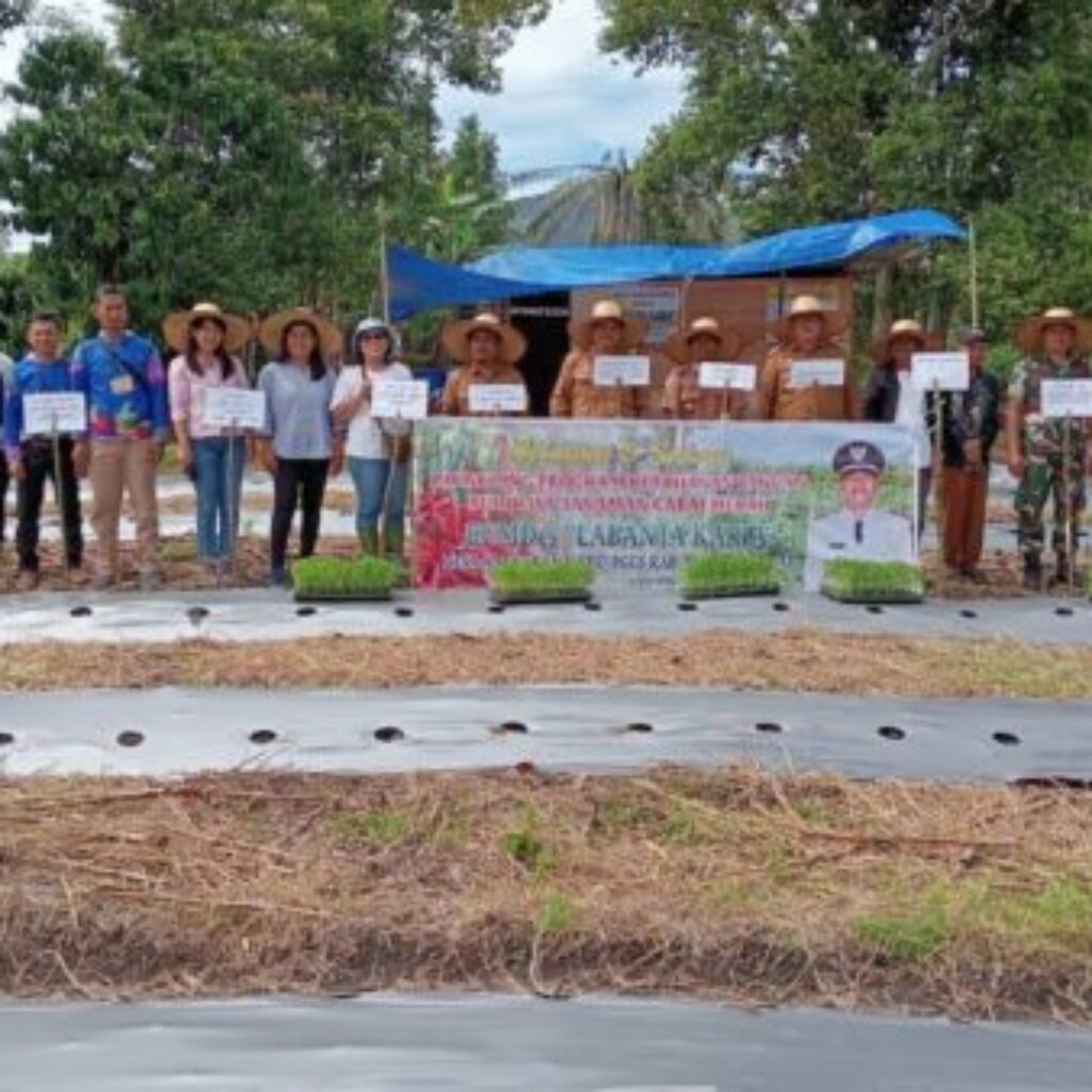 BUMDes Labanta Karia Tanam Perdana Cabai Merah, Dorong Ketahanan Pangan Nasional di Pakpak Bharat