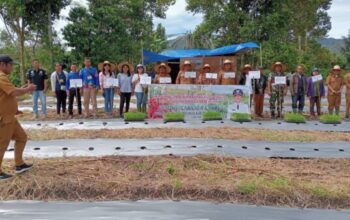 Tanam perdana cabai merah BUMDes Labanta Karia Desa Aornakan II