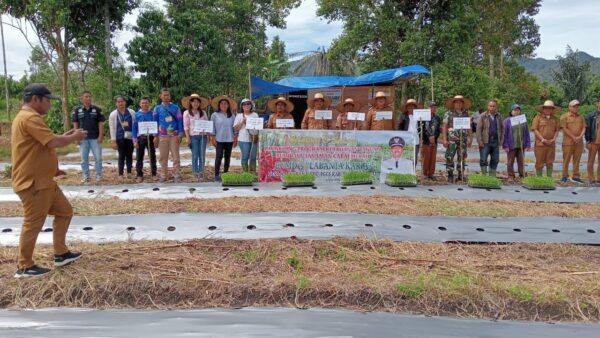 Tanam perdana cabai merah BUMDes Labanta Karia Desa Aornakan II