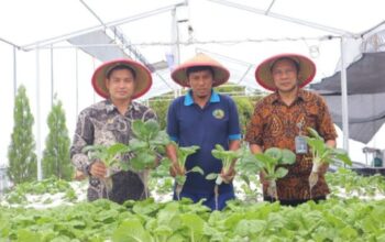 Warga binaan Lapas Kelas I Tangerang memanen sayur pakcoy hidroponik sebagai bagian dari pembinaan kerja produktif