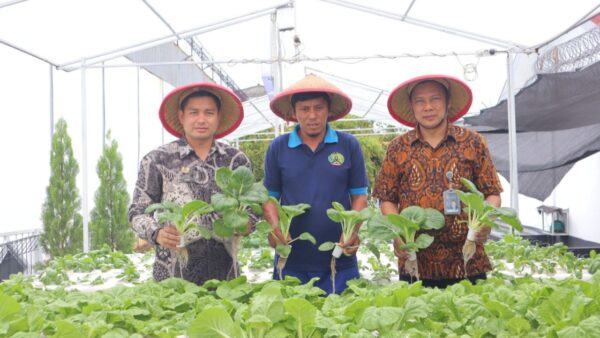 Warga binaan Lapas Kelas I Tangerang memanen sayur pakcoy hidroponik sebagai bagian dari pembinaan kerja produktif