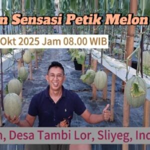 Sensasi Petik Sendiri Melon Premium di Indramayu, Rasanya Manis dan Crunchy