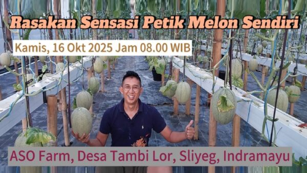 Pengunjung memetik sendiri Melon Premium di ASO Farm Indramayu